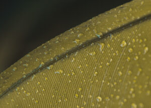 water droplets on non absorbing fabric